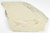 Cretaceous Fossil Fish (Sedenhorstia) - Hjoula, Lebanon #173149-1